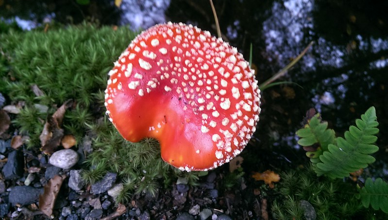 Kepler Track Te Anau walk - beautiful mushrooms