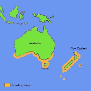 Penguin Map New Zealand and Australia