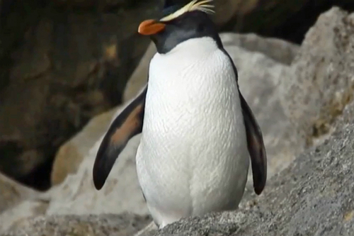 New Zealand penguin colonies and species - fiordland crested penguin