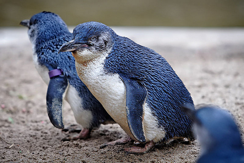 New Zealand penguin colonies and species - Little Blue Penguins