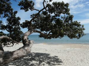 Waiheke Island beach with tree