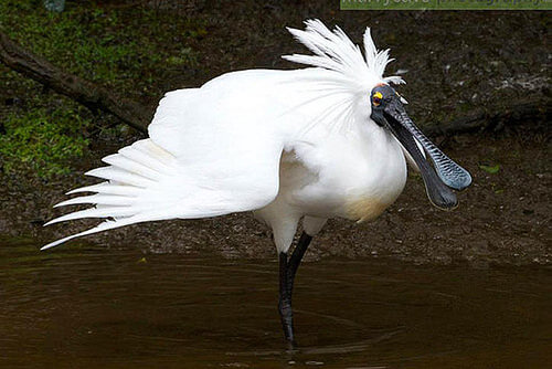 White Herons - Waitangi Roto Nature Reserve - New Zealand