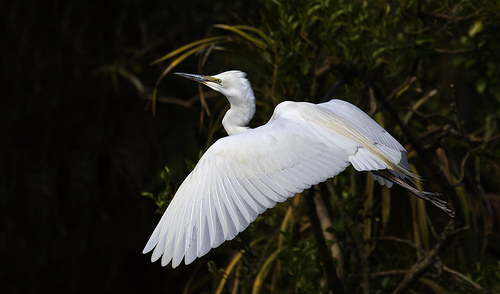 White Herons - Waitangi Roto Nature Reserve - New Zealand