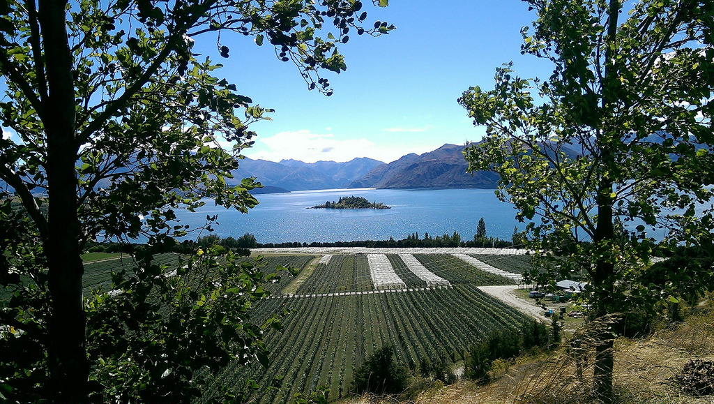 Rippon Vineyard on Lake Wanaka