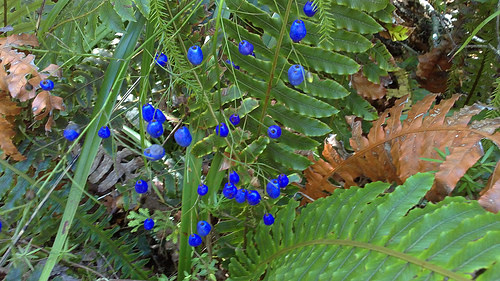 Pelorus blue plants