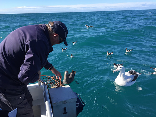 Dolphin Encounter Albatross Tour quiet feeding