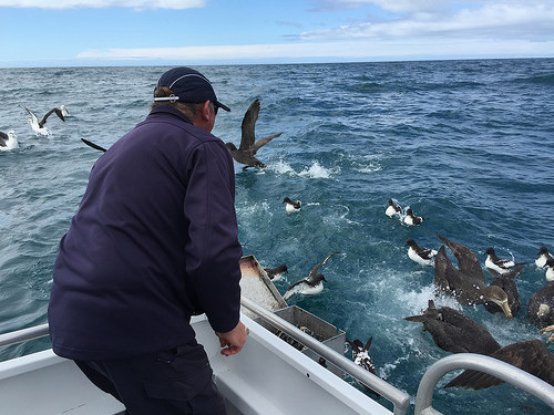 Dolphin Encounter Allbatross Tour feeding frenzy