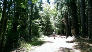 Person walking through forest in Hanmer Springs