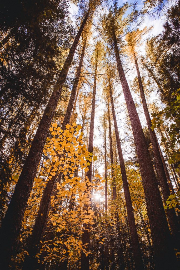 Hanmer Springs forest