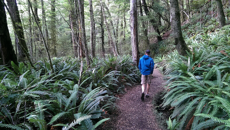 walking and hiking through new zealand nature and parks
