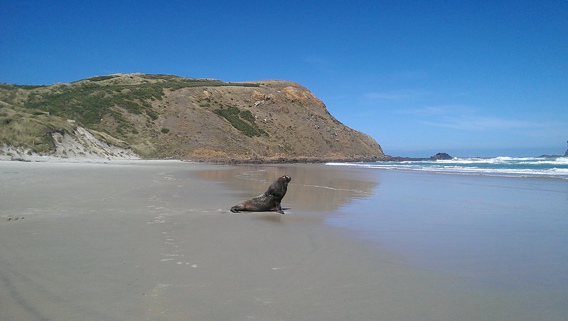 Dunedin Tunnel Beach Walking Track and Sandfly Bay wildlife