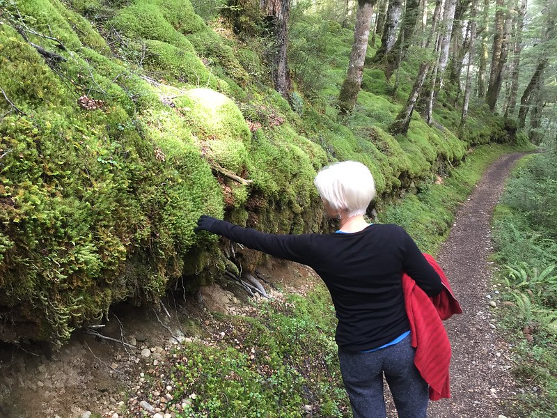 Kepler Track Te Anau walk - native bush