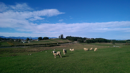 Tasman Village sheep2