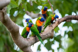 Colourful birds in Australia