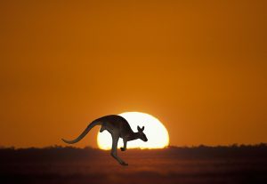 Australian Kangaroo at sunset