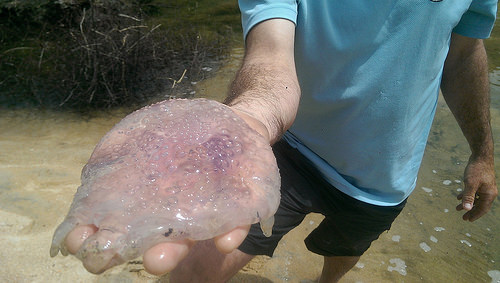 abel-tasman-eco-tours-jellyfish