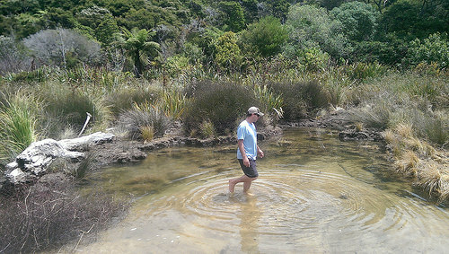 abel-tasman-eco-tours-whitebait