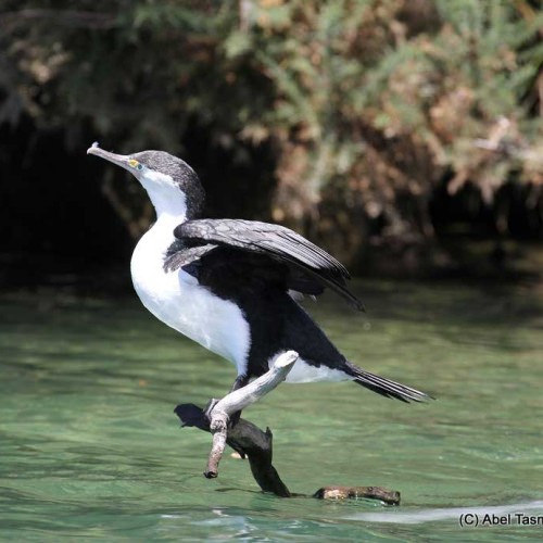 cormorant