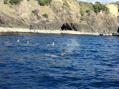 Kerikeri accommodation options - Paihia Dolphin Encounter