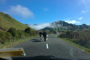 Forgotten World Highway New Zealand