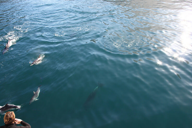 dolphins in Milford Sound