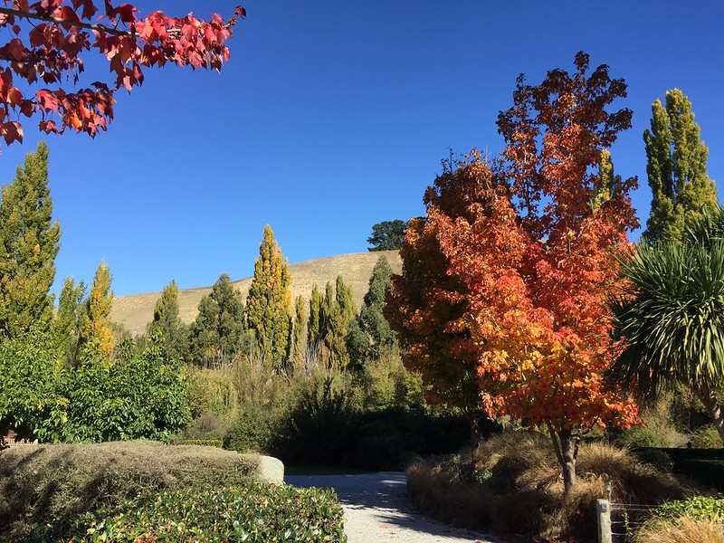 autumn colours in central otago