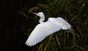 White Heron eco tours