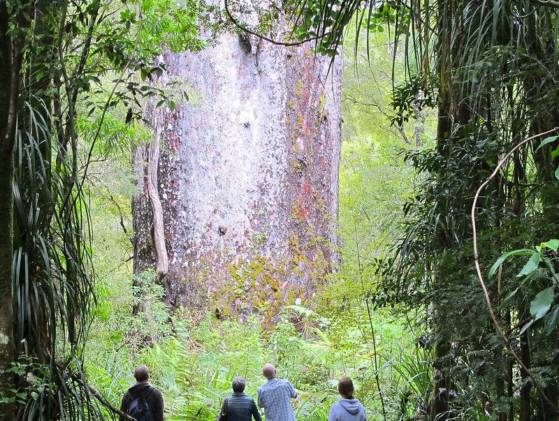 road trip new zealand via kauri forest