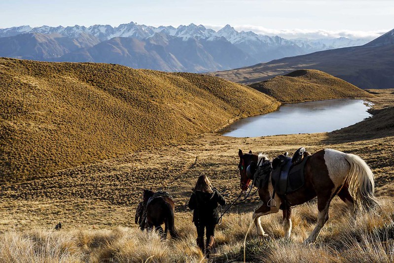 horse trekking peel forest geraldine