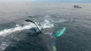 whales kaikoura new zealand