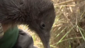 kiwi birds new zealand